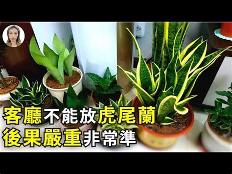 財位 虎尾蘭|【擺放虎尾蘭風水】虎尾蘭擺放風水招財避厄，居家必備植物